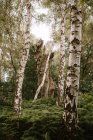 Par-dessous, des troncs d'arbres poussant dans les bois de Pucks Glen par temps ensoleillé — Photo de stock