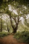 Trilhas de árvores que crescem em florestas de Pucks Glen no dia ensolarado — Fotografia de Stock