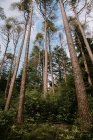 Von unten wachsen an sonnigen Tagen Baumstämme in den Wäldern von Pucks Glen — Stockfoto