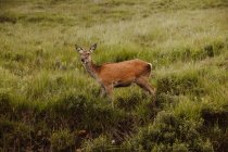 Alert roe deer standing in field and looking at camera in Glen on summertime — Stock Photo