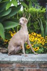 Calma perro sentado y mirando al parapeto de piedra por arbustos floridos y verdes. - foto de stock