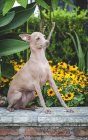 Спокійний собака сидить і дивиться на кам'яний парапет квітником і зеленими кущами — стокове фото