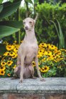 Cão calmo sentado e olhando em parapeito de pedra por arbustos floridos e verdes — Fotografia de Stock