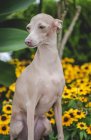 Спокійний собака сидить і дивиться на кам'яний парапет квітником і зеленими кущами — стокове фото