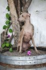 Здоровая собака, сидящая на обшарпанном старом стволе у цементной стены и дерева — стоковое фото