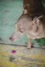Da sopra preoccupato cane seduto e guardando su legno intemperato pavimento dipinto — Foto stock
