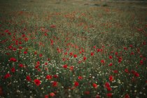 Wonderful green meadow with lonely cornflowers among plenty red poppies and white chamomiles on blurred background of green grass in summer — Stock Photo