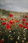 Wonderful green meadow with lonely cornflowers among plenty red poppies and white chamomiles on blurred background of green grass in summer — Stock Photo