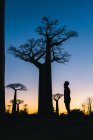 Coucher de soleil merveilleux parmi les baobabs géants — Photo de stock