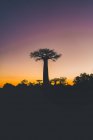 Pôr-do-sol maravilhoso entre baobás gigantes — Fotografia de Stock