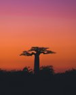 Чудесный закат среди гигантских баобабов — стоковое фото