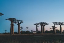 Coucher de soleil merveilleux parmi les baobabs géants — Photo de stock