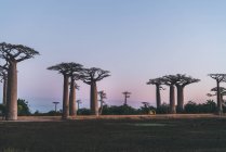 Чудесный закат среди гигантских баобабов — стоковое фото