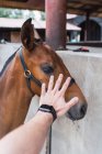 Person petting chestnut horse in wooden stable — Stock Photo