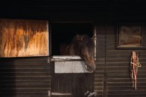 Cheval brun dans une écurie en bois — Photo de stock
