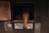 Cavallo marrone in stalla di legno — Foto stock