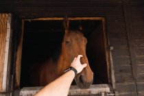 Pessoa que acaricia o cavalo de castanha no estábulo de madeira — Fotografia de Stock