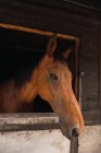 Cavalo castanho no estábulo de madeira — Fotografia de Stock