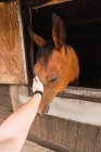 Pessoa que acaricia o cavalo de castanha no estábulo de madeira — Fotografia de Stock