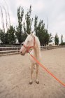 Cavalo branco calmo em pé no paddock — Fotografia de Stock