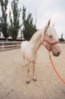 Gesundes eingespanntes Pferd mit langer Mähne steht still im sandigen Gehege am Hippodrom — Stockfoto