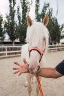 Homem da colheita que transporta a mão pela cabeça do cavalo harnessed saudável com a crina longa que está ainda no recinto arenoso no hipódromo — Fotografia de Stock