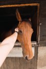 Persona che accarezza cavallo di castagno in stalla di legno — Foto stock