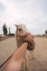 Man petting nose of white horse at paddock — Stock Photo