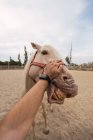 Man petting nose of white horse at paddock — Stock Photo
