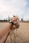 Обрізаний чоловік погладжує голову доброзичливого в'язаного коня з довгим грифом, що показує зуби і стоїть все ще в піщаному корпусі в гіподромі — стокове фото