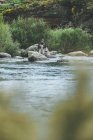 Оснащенный человек, укрывающий рыбу, стоя внутри воды в речном потоке в горном потоке у скалы и леса — стоковое фото