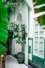 Магазини з невеликими деревами, розташовані біля арочного входу зеленого будинку на вулиці Марракеша, Марокко. — стокове фото