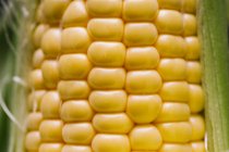 Graines de maïs jaunes fraîches en rangs, gros plan — Photo de stock