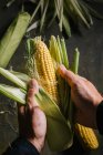 Руки невпізнаваної людини пілінг свіжої кукурудзи — стокове фото