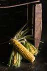 Disposizione di pannocchie di mais fresche raccolte su cassa di legno — Foto stock