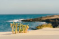 Teneri ramoscelli verdi e gialli di piante che crescono sulla spiaggia sabbiosa con vista delle onde schiumose turchesi a Fuerteventura, Las Palmas, Spagna — Foto stock
