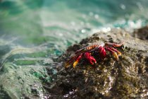 D'en haut crabe rouge vif sur pierre lisse entourée d'eau mousseuse à Fuerteventura, Las Palmas, Espagne — Photo de stock