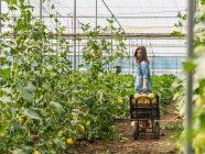 Landwirt erntet reife Melonen im Gewächshaus — Stockfoto