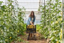 Landwirt erntet reife Melonen im Gewächshaus — Stockfoto