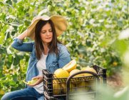 Landwirt schneidet frische Melone im Gewächshaus — Stockfoto