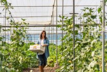 Lächelnder Bauer trägt Kiste mit Ernte im Gewächshaus — Stockfoto