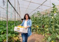 Granjero sonriente llevando cajón con cultivo en invernadero - foto de stock