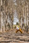 Доросла майбутня мати практикує трикутник йога позу в парку під час сонячного дня — стокове фото