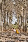 Erwachsene werdende Mutter praktiziert Kuh Yoga Pose im Park bei sonnigem Tag — Stockfoto