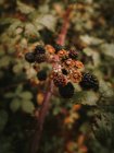 Mûres comestibles fraîches sauvages et mûres mûres avec des fleurs flétries brunes sur la branche d'arbuste en automne — Photo de stock