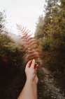Жіноча рука тримає зів'ялий апельсиновий лист папороті на стежці в туманному осінньому густому лісі — стокове фото