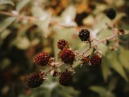 Moras silvestres frescas comestibles maduras e inmaduras con flores marchitas marrones en la rama de los arbustos en otoño - foto de stock