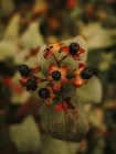 Sombra nocturna mortal bayas negras tóxicas sobre flores rojas y anaranjadas con cinco pétalos sobre fondo borroso de hojas verdes - foto de stock