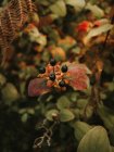 Sombra nocturna mortal bayas negras tóxicas sobre flores rojas y anaranjadas con cinco pétalos sobre fondo borroso de hojas verdes - foto de stock