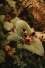 Mortale belladonna bacche nere tossiche su fiori rossi e arancioni con cinque petali su sfondo sfocato di foglie verdi — Foto stock